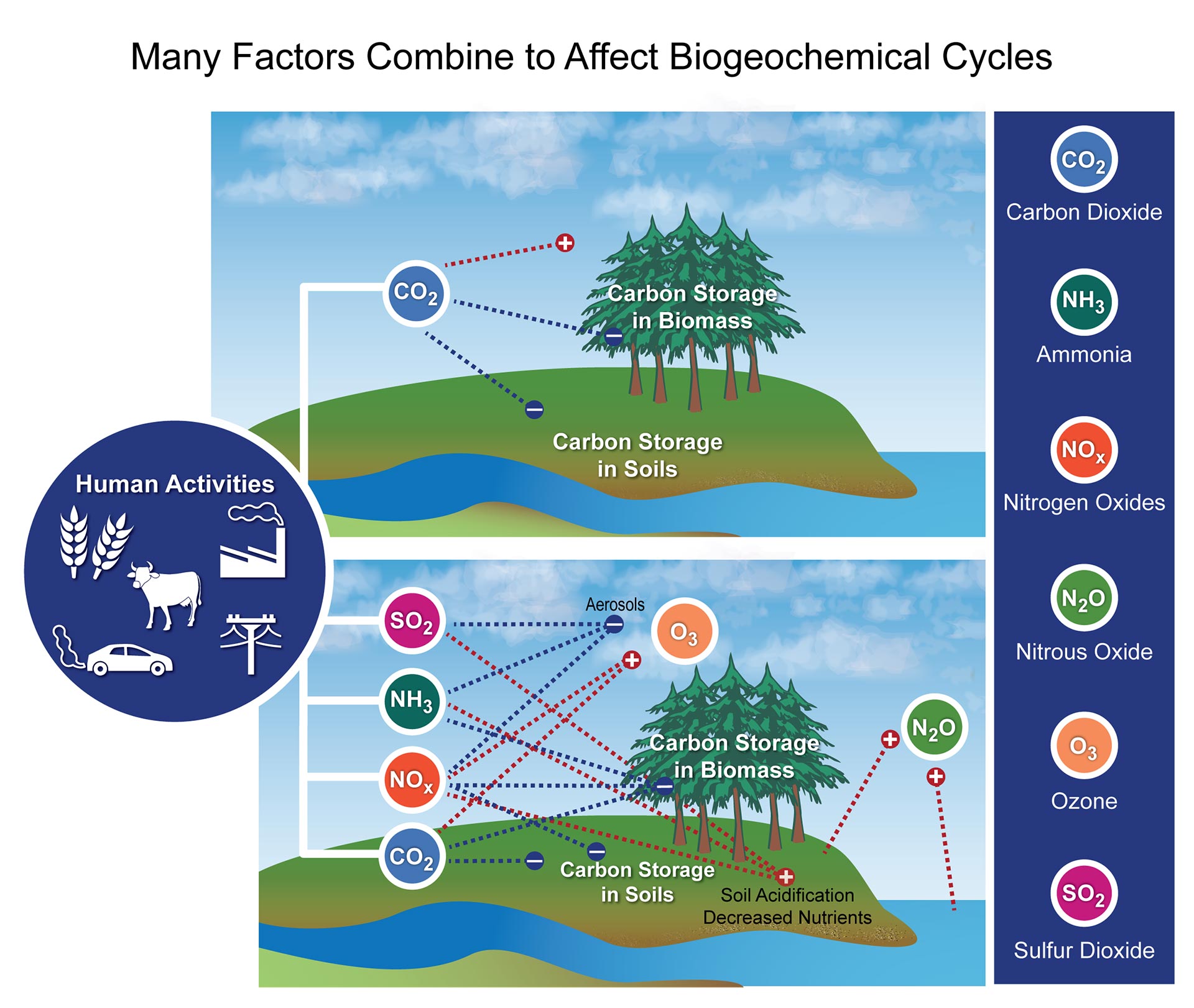 biogeochemical-cycles-microbiology-study-guides