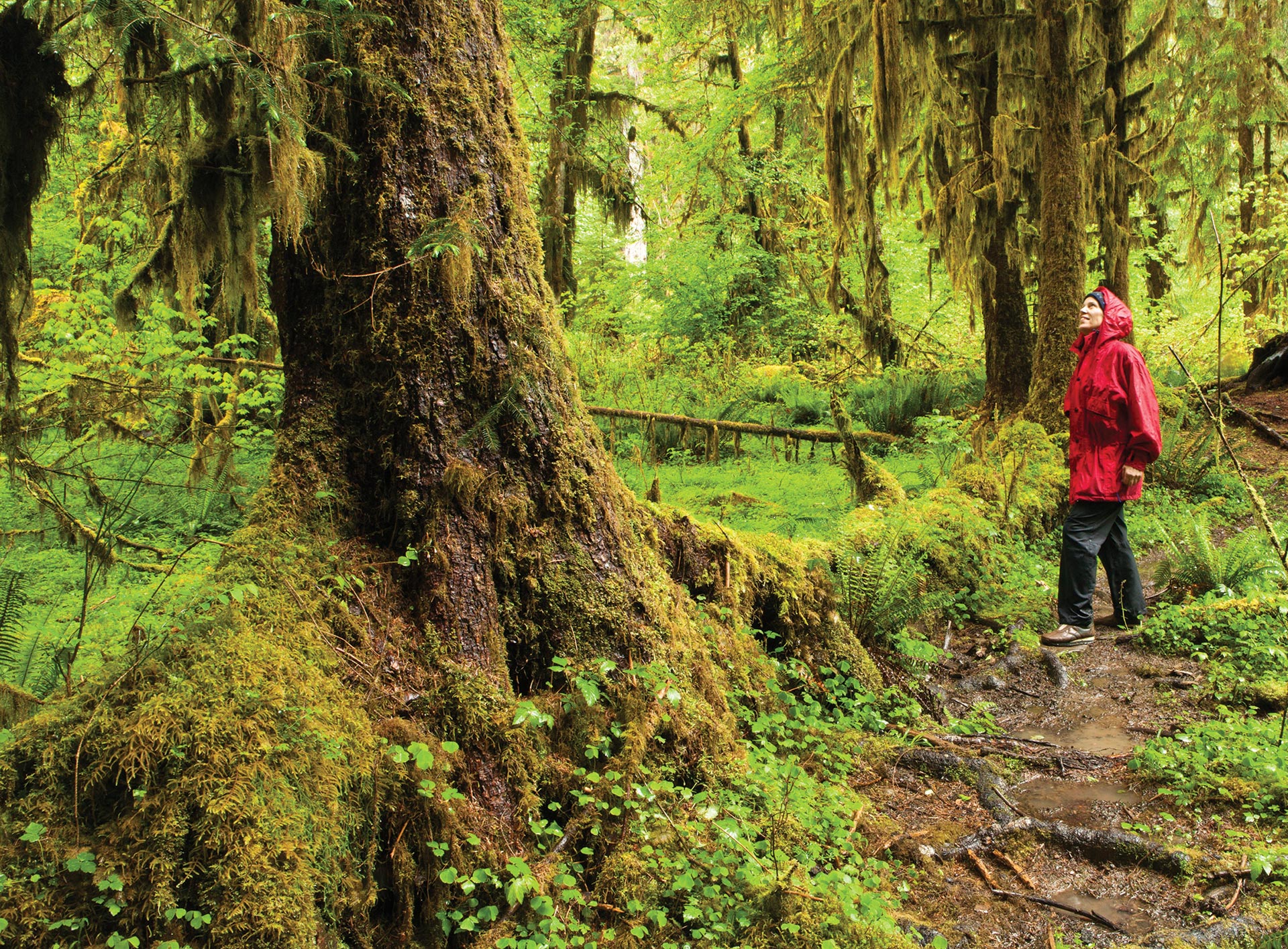 Person walking in forest