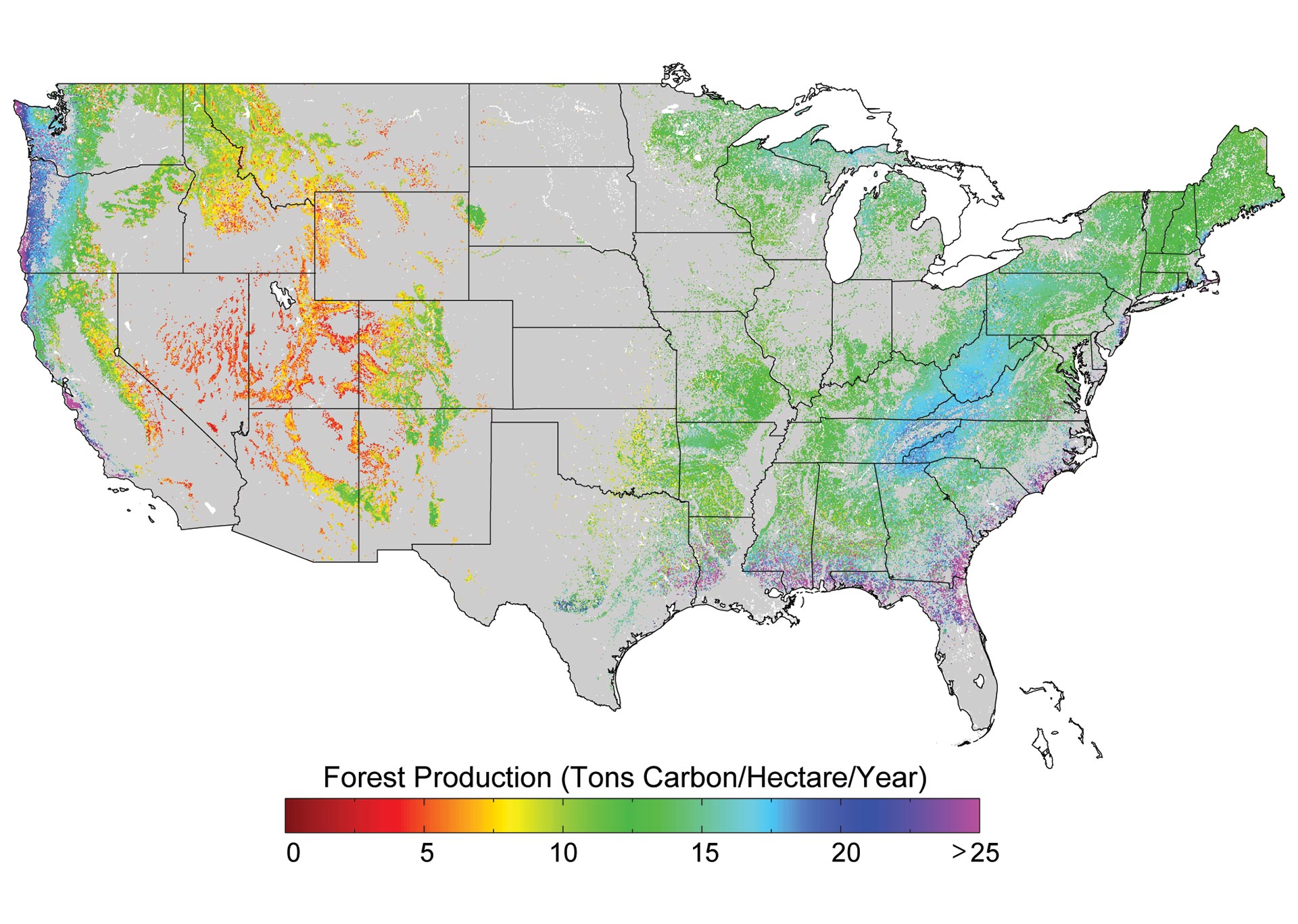 Forest Growth Provides an Important Carbon Sink