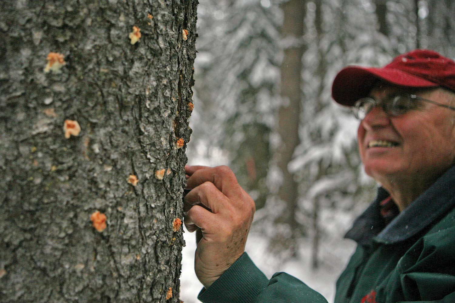 Man inspecting tree