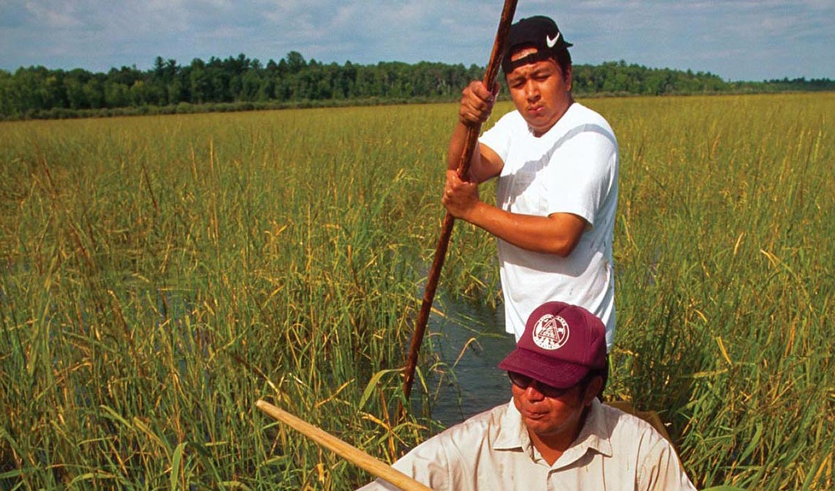 wild rice harvesting