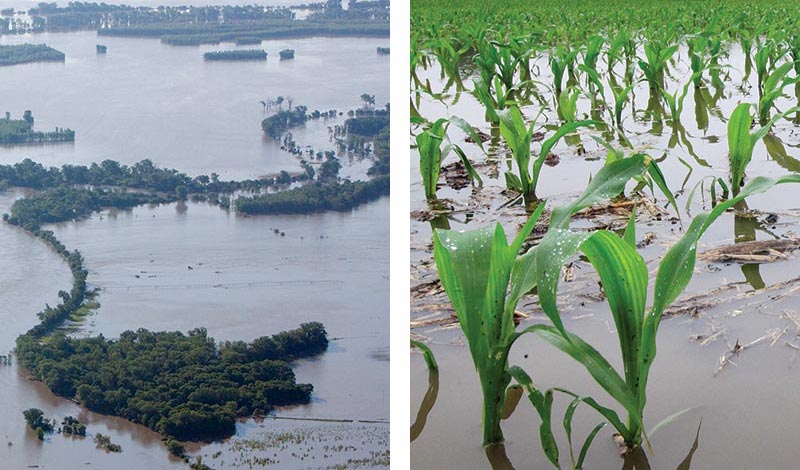 river flood waters; flooded corn field