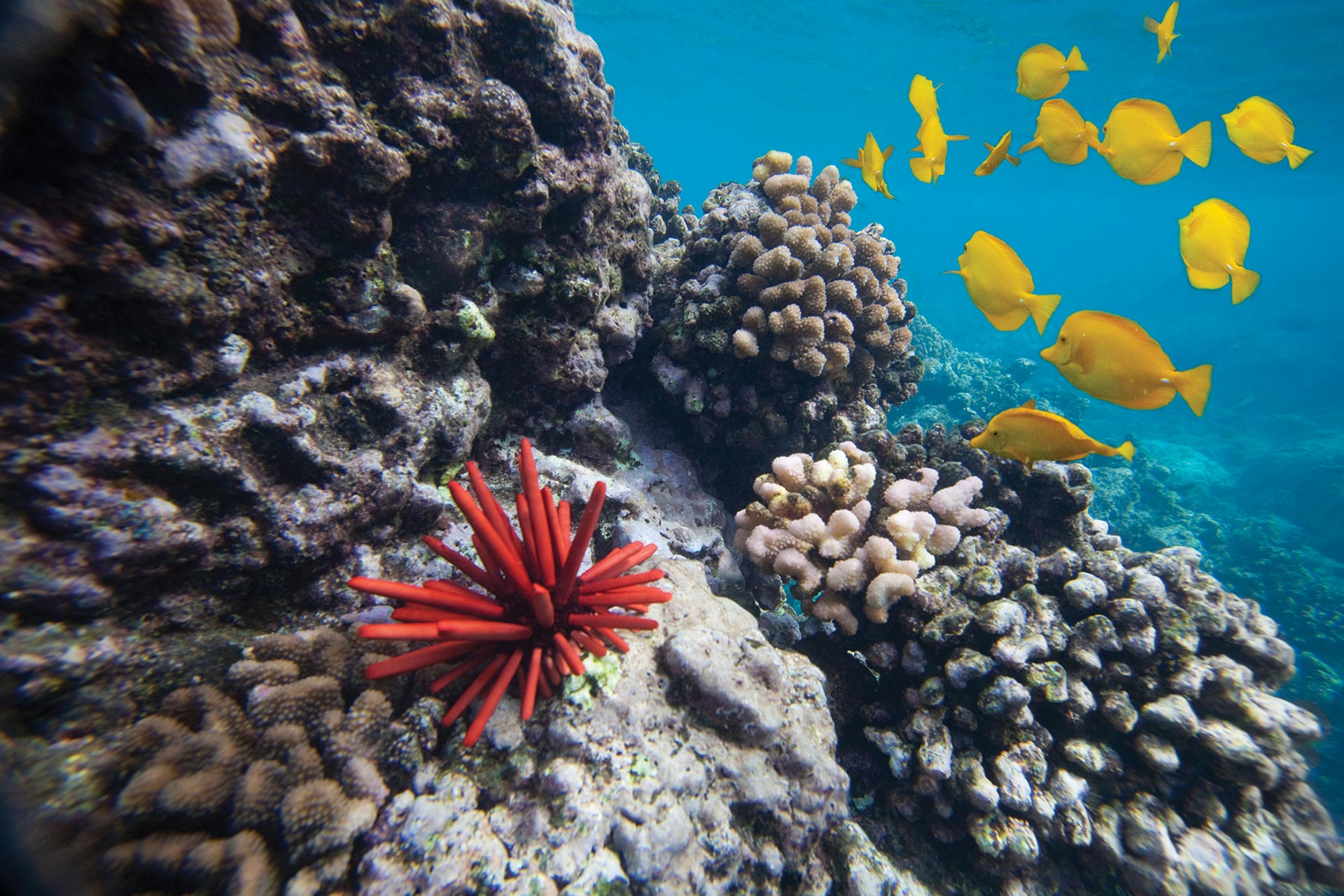 Coral reef degradation in Hawaii, USA